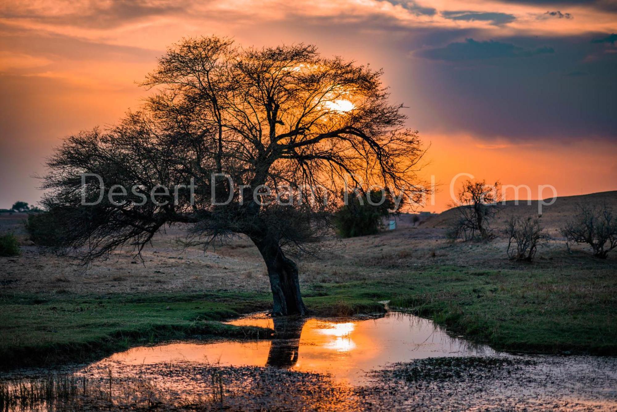 Отель Desert Dream Royal Camp With Pool Джайсалмер Экстерьер фото